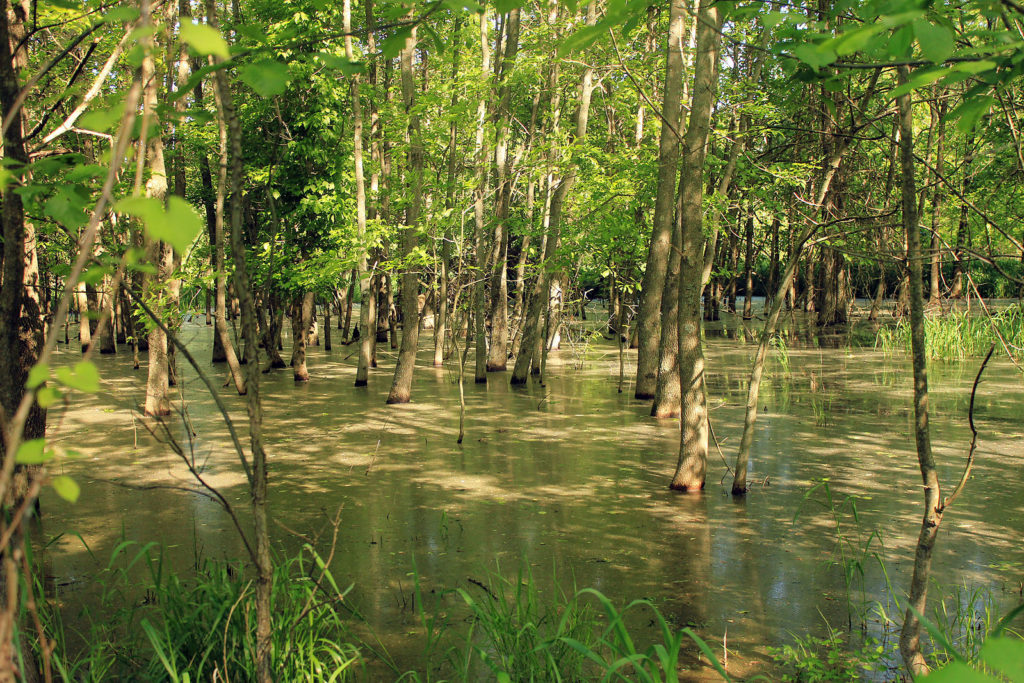 Report #5: Missouri’s Swamp
